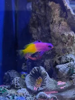 Poisson royal gramma vivant dans un aquarium, coloration vive, nageant parmi des coraux, image claire et détaillée.