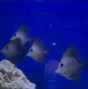 Coral vivant Scopas Tang de la marque MB Coraux, montrant ses couleurs vives et sa texture détaillée.
