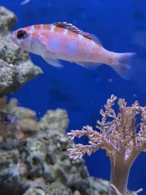 Chalk Basslet vivant de la marque MB coraux, poisson coloré nageant dans un environnement marin.