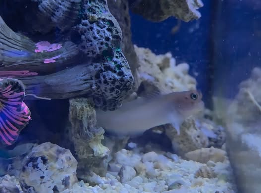Red lip blenny