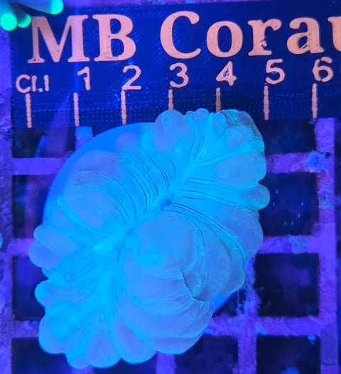 Fox coral