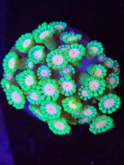 Alveopora