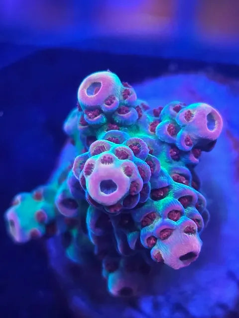 Princess peach acro