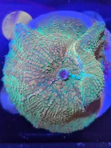 Discosoma Emerald Sunset