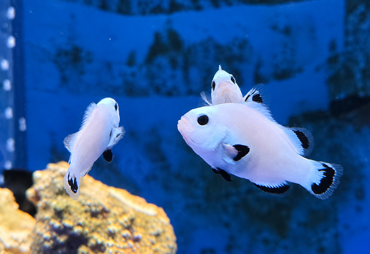 Poisson Snowstorm Ocellaris de Canada Aquamarine, nageant dans un aquarium avec couleurs vives et détails des nageoires.