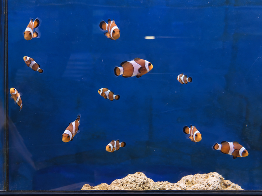 Poisson vivant Ocellaris Standard de la marque MB Coraux nageant dans un aquarium marin coloré.