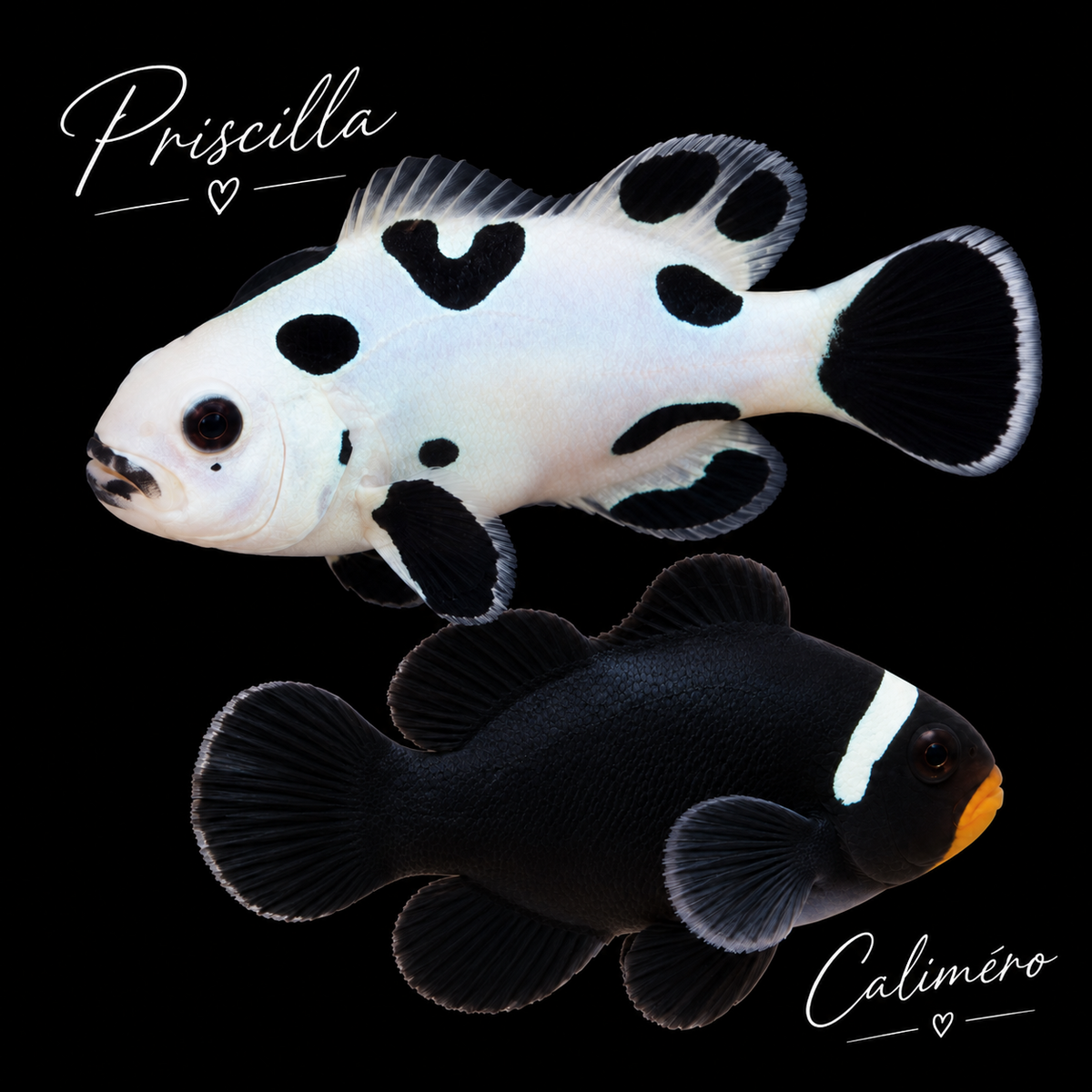 Priscilla & Caliméro