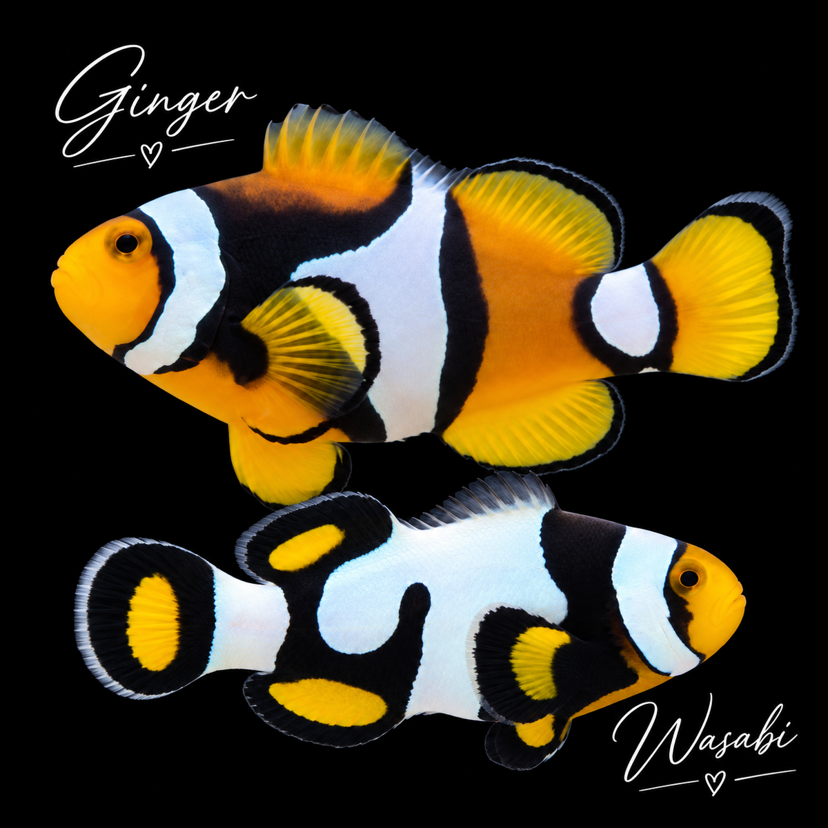 Ginger & Wasabi