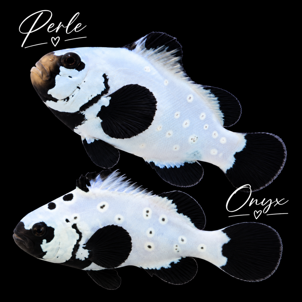 Perle & Onyx