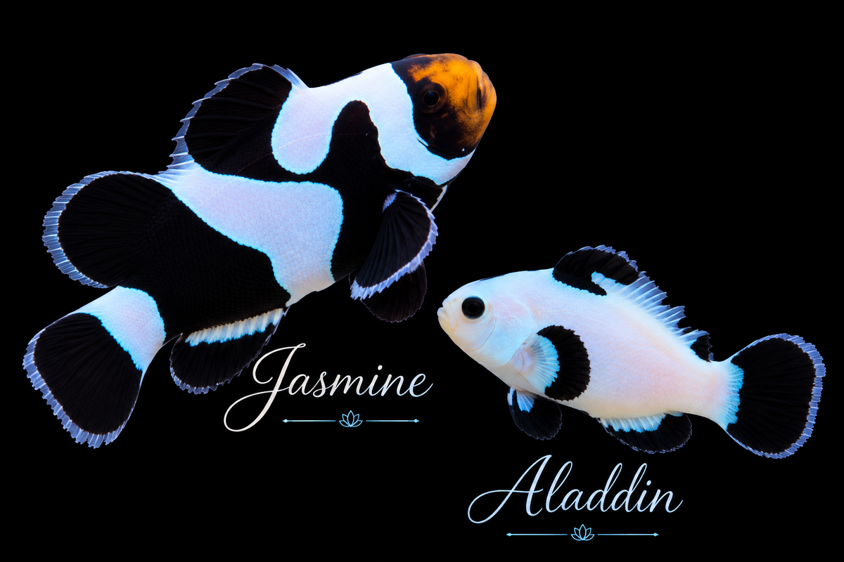 Jasmine & Aladdin