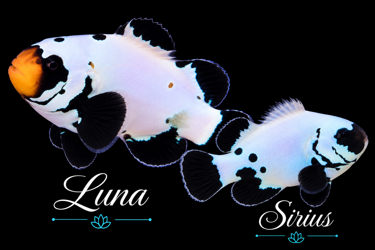 Luna & Sirius