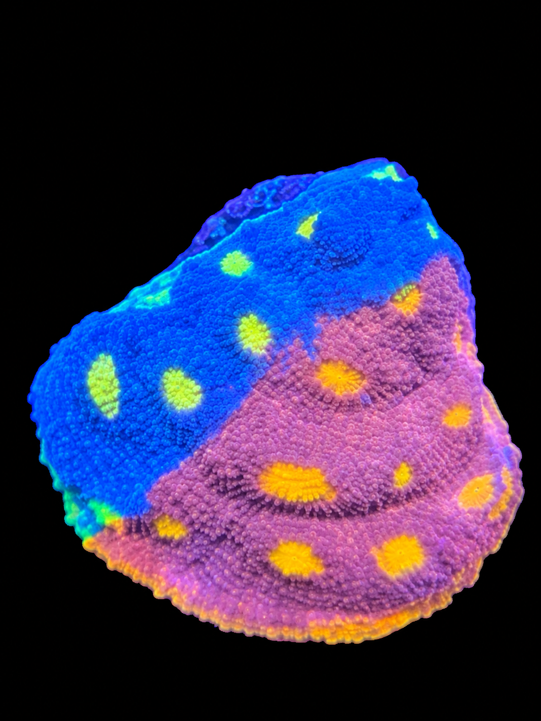 Vivant corail Rainbow Dynamite Chalice MB Coraux avec couleurs fluorescentes bleues et magenta, en forme de vase.