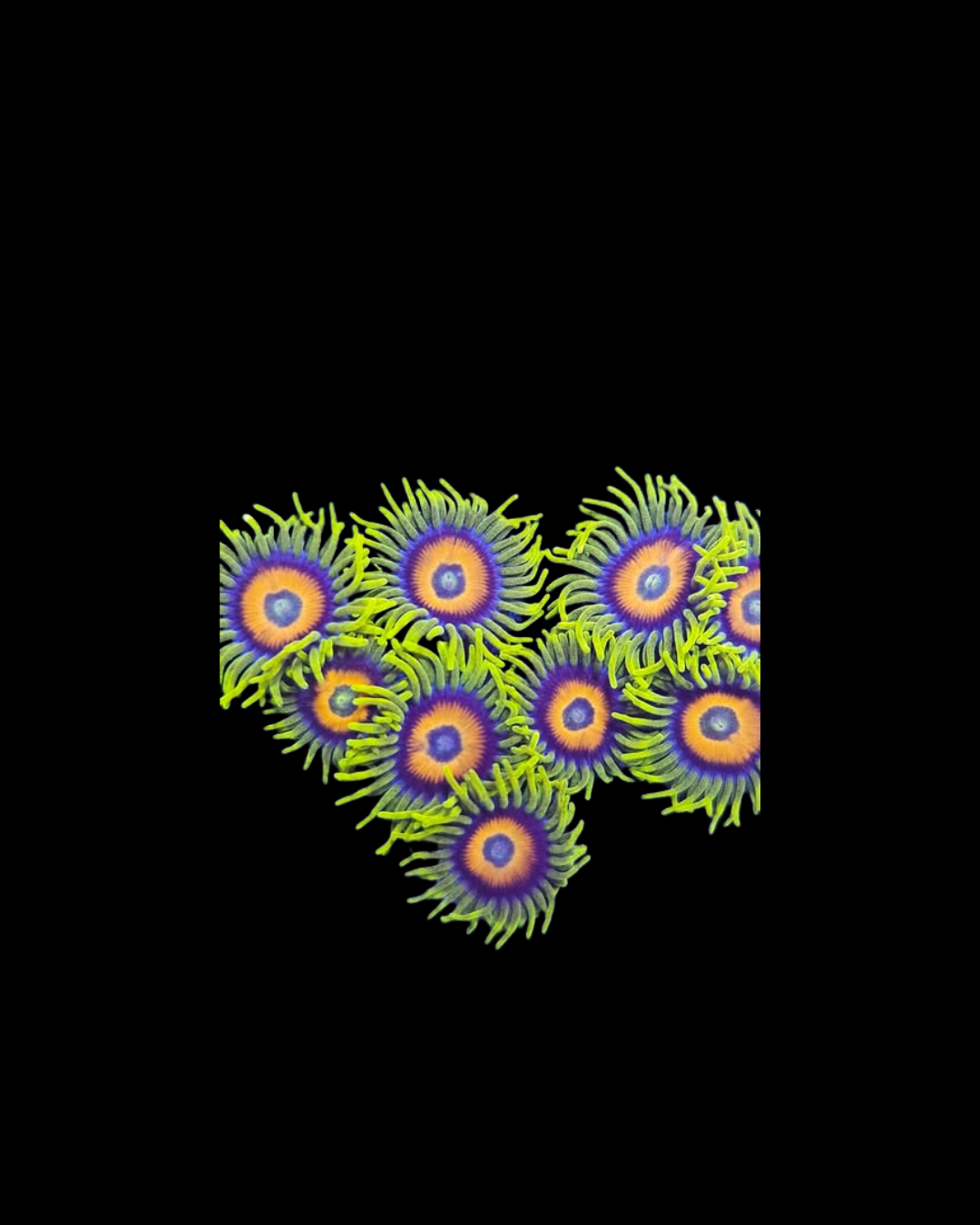 Sunflower zoa - Canada Aquamarine