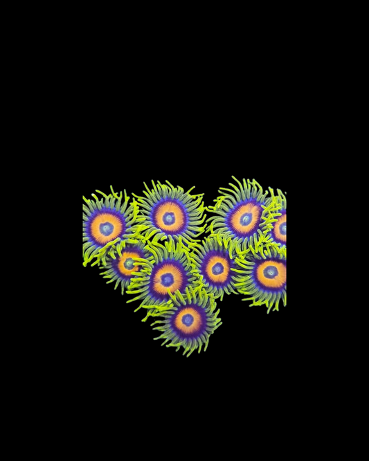 Sunflower zoa - Canada Aquamarine