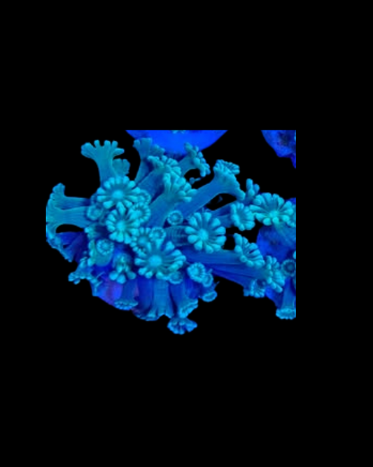 green Alvéopora - Canada Aquamarine