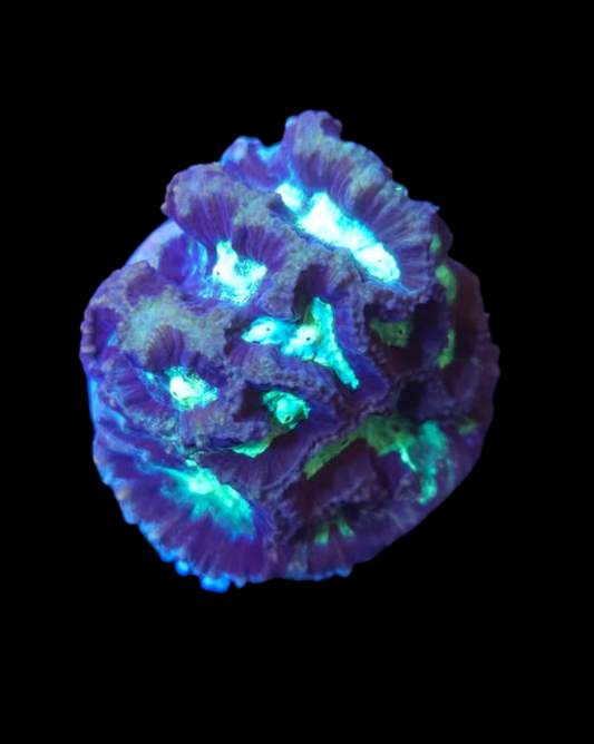 Platygira - Canada Aquamarine