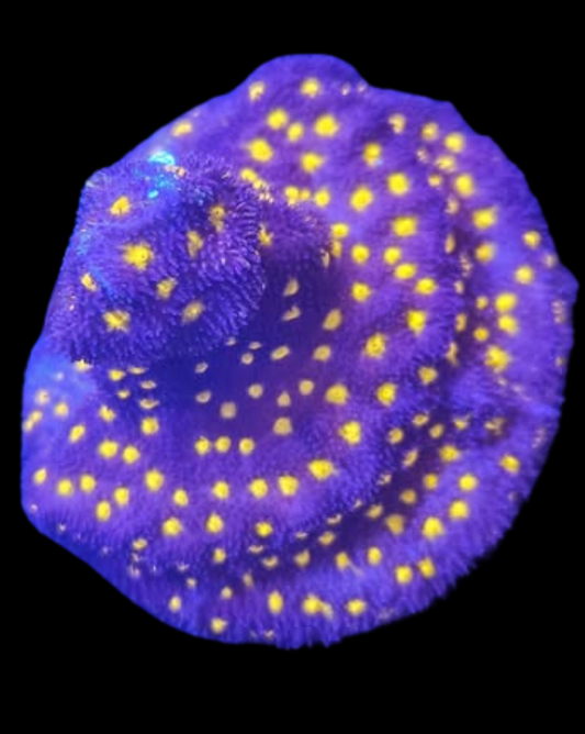 psammocora - Canada Aquamarine