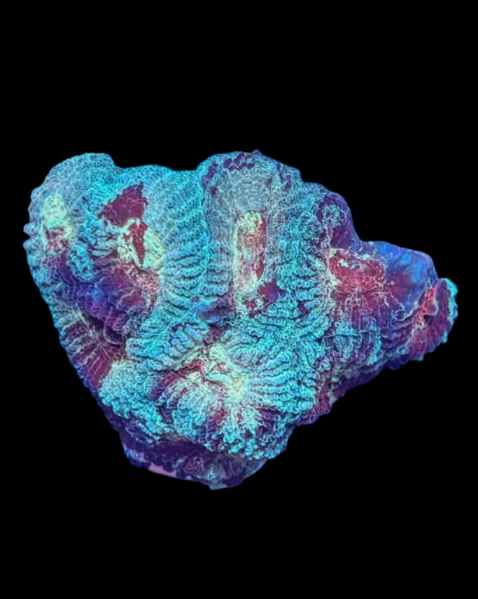 Heartbreaker favia - Canada Aquamarine