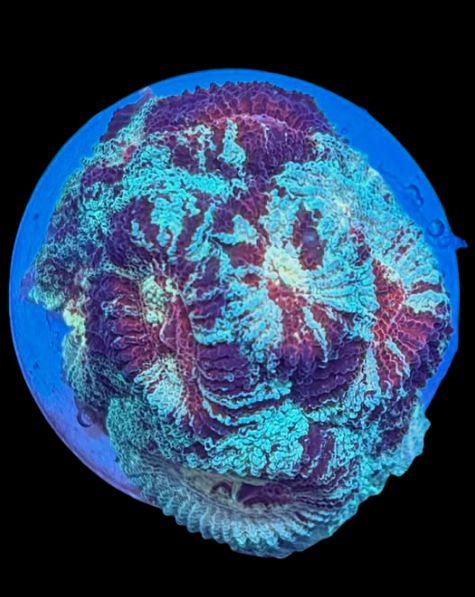 Heartbreaker favia - Canada Aquamarine