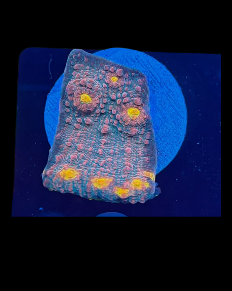 Alien eye Chalice - Canada Aquamarine