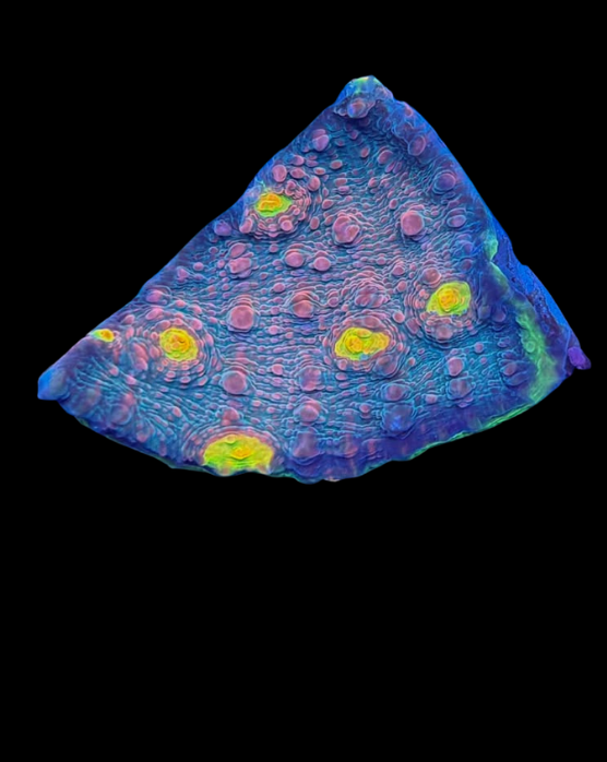 Alien eye Chalice - Canada Aquamarine