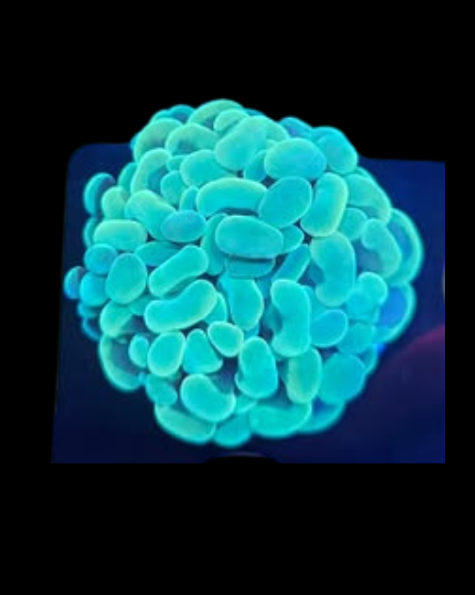 Marteau vert Vivant de la marque MB Coraux, avec manche en bois et tête en métal, posé sur une surface neutre.