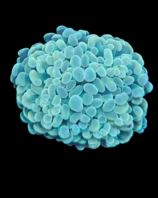 Marteau vivant de la marque MB Coraux, avec manche en bois et tête en métal, utilisé pour la pêche ou la manipulation d'objets.