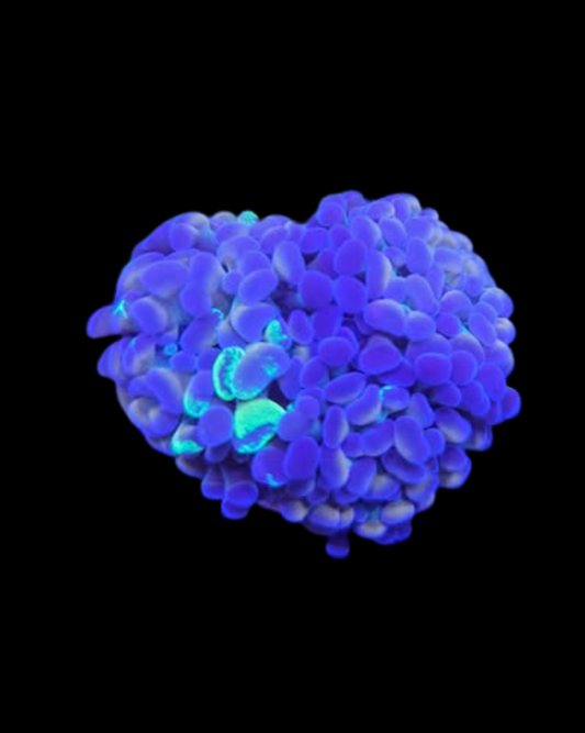 Marteau Vivant de la marque MB Coraux, image montrant un outil de percussion utilisé pour la manipulation des coraux.