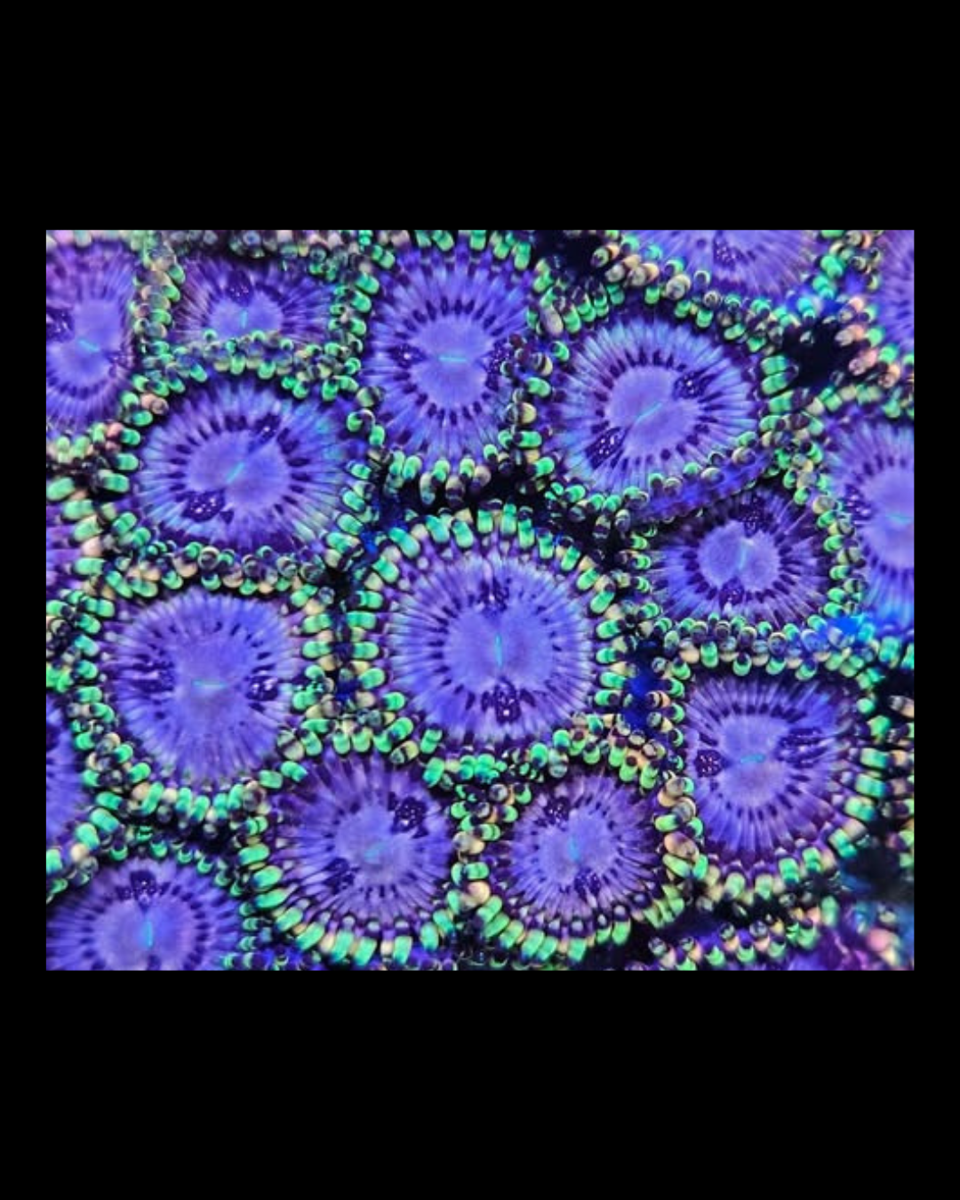 Koala eye zoa - Canada Aquamarine
