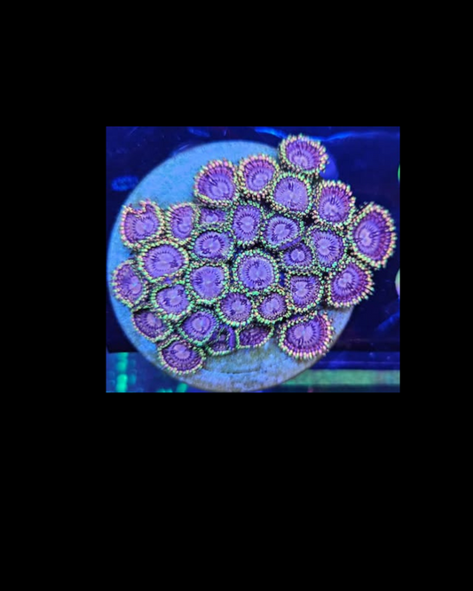 Koala eye zoa - Canada Aquamarine