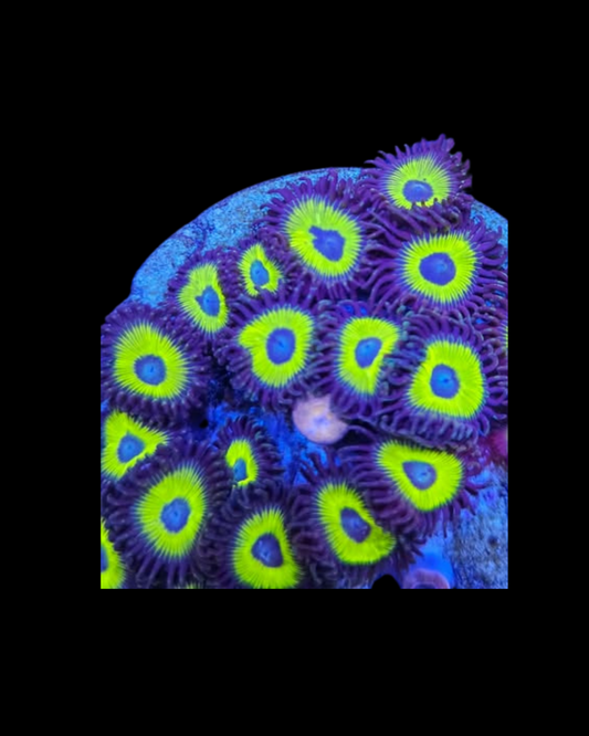 Black Bella zoa - Canada Aquamarine