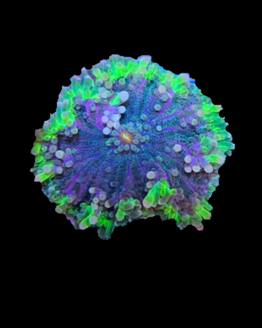 Ricordea yuma vivante de MB Coraux, corail coloré avec des tentacules texturés, sur un fond marin naturel.