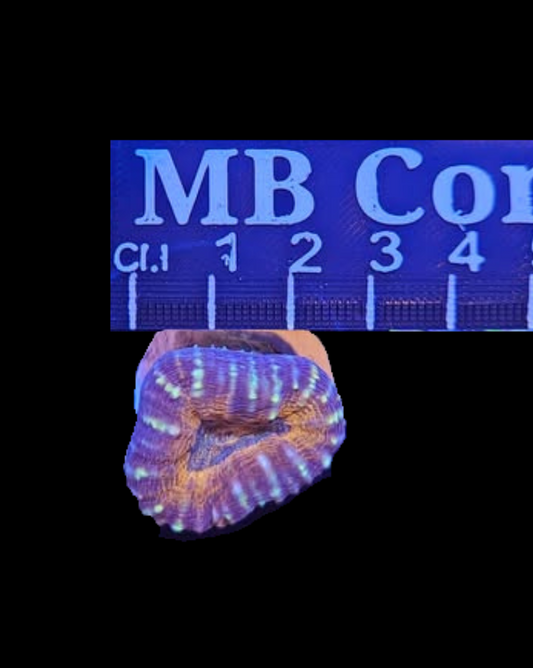 orange Branching Lobophyllia