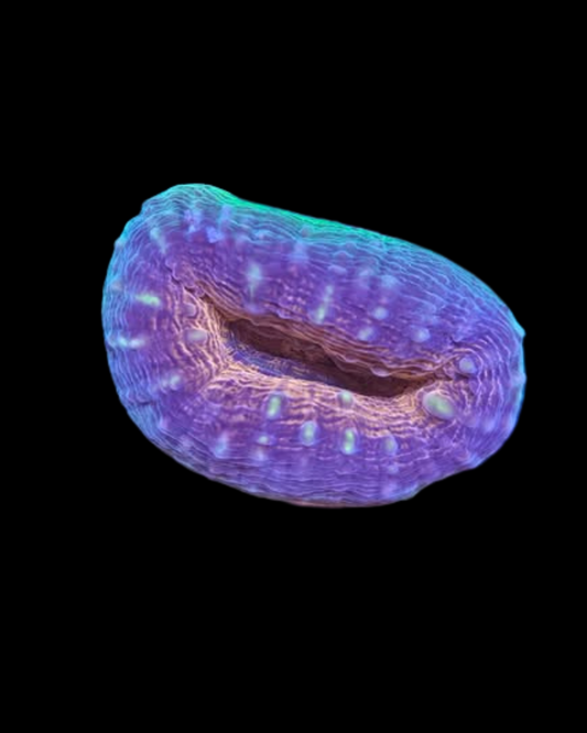 Branching Lobophyllia