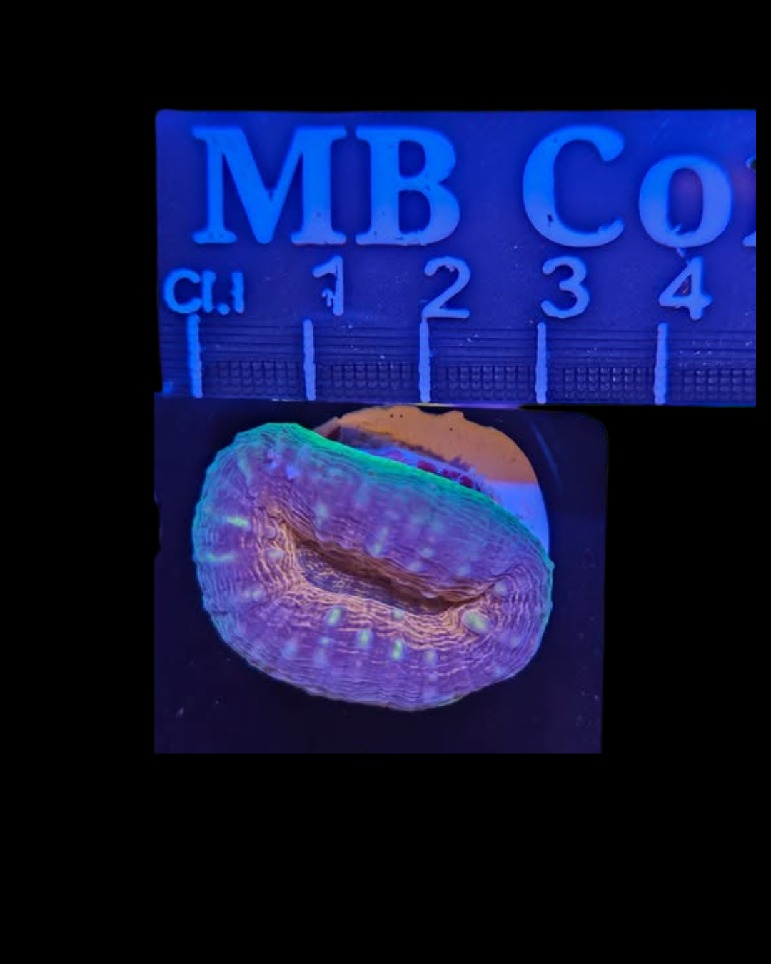 Corail vivant Lobophyllia en branche, couleur riche, présenté par MB Coraux, visible en détail sur l'image.