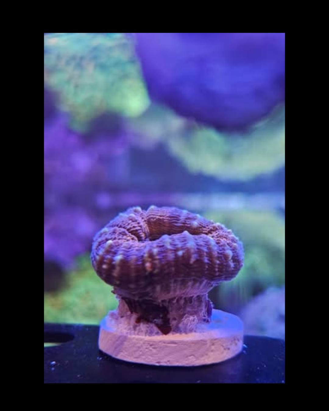 Lobophyllia ramifiée vivante de la marque MB Coraux, corail coloré et structuré, visible dans l'image.