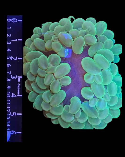 Corail bulle vivant MB Coraux, couleur vive, formant des bulles et structures délicates dans un aquarium marin.