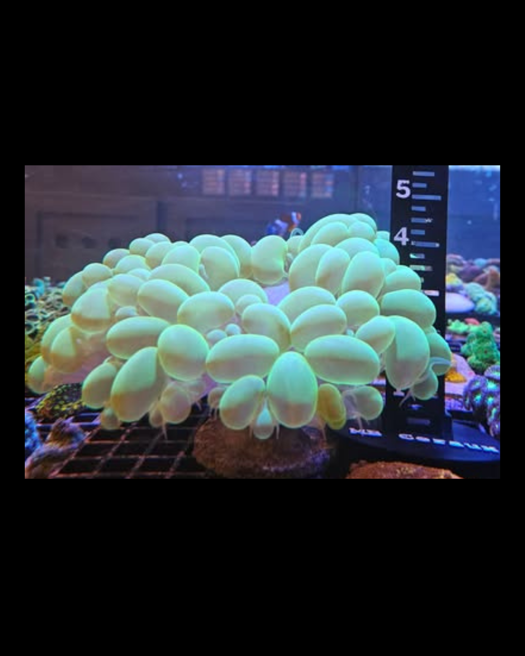 Corail bulle vivant de la marque MB Coraux, montrant une formation colorée et délicate sous l'eau.