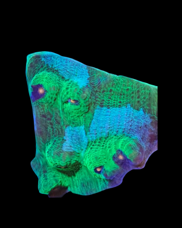 Chalice Avatar vivant de MB Coraux, coloration vibrante avec des détails complexes dans un environnement marin.