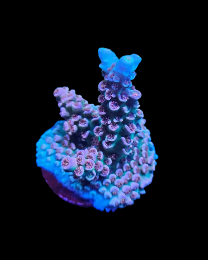 Corail vivante Cherry Bomb Tenuis de MB Coraux, vue rapprochée des polypes colorés et de la texture du corail.
