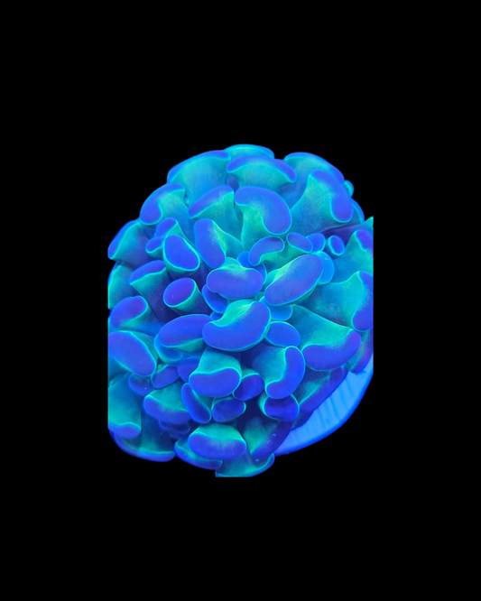 Marteau holographique Vivant de MB Coraux avec surface réfléchissante et design futuriste visible dans l'image.