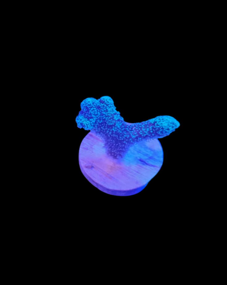 Nid d'oiseaux vivant de la marque MB coraux, structure naturelle en plastique pour aquarium.
