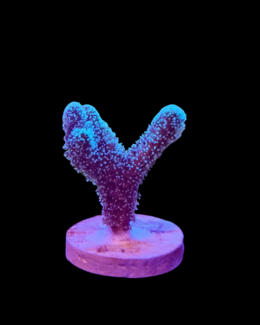 Nid d'oiseaux vivant MB Coraux, création colorée avec branches et matériaux naturels, pour aquarium marin.