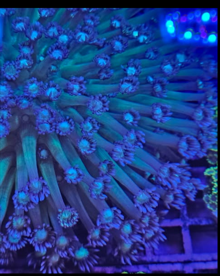 Corail vivant Goniopora vert et violet, couleur vibrante, présenté dans un aquarium marin, par MB Coraux