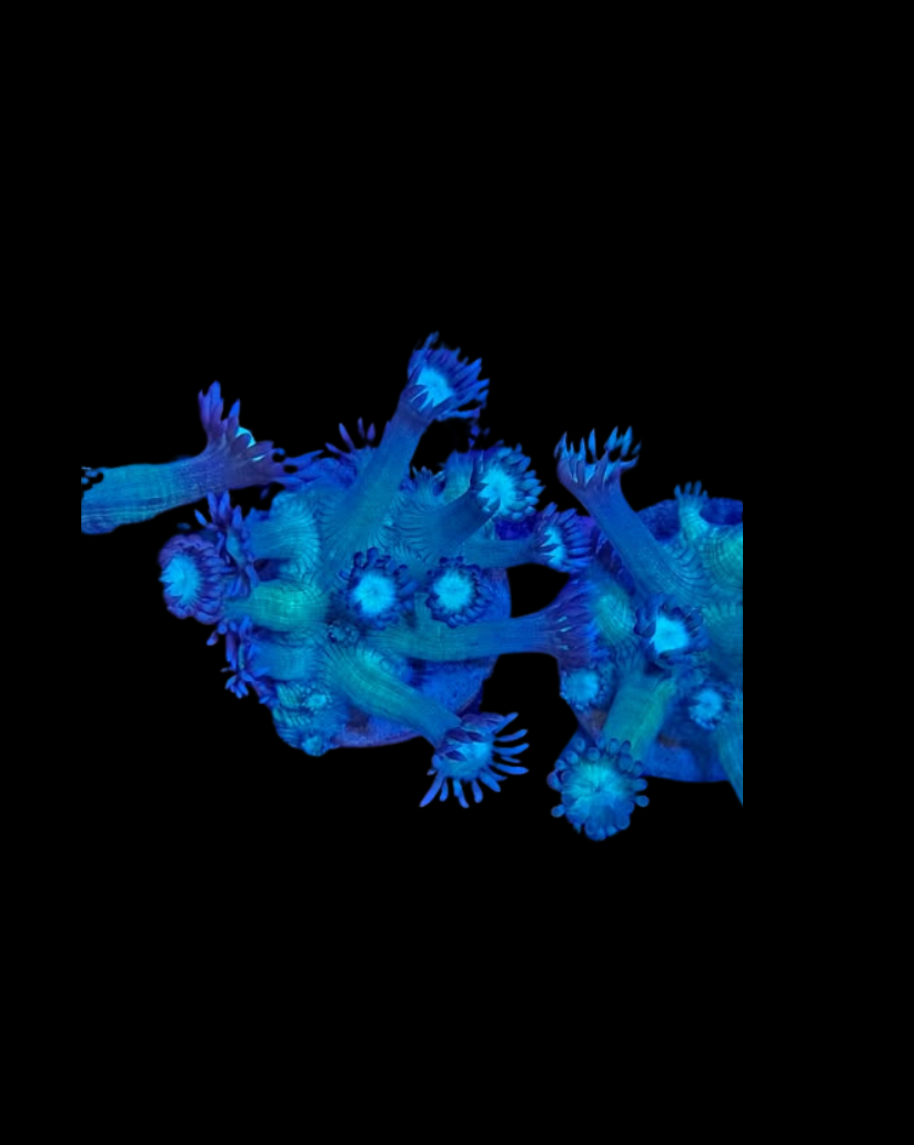 Corail vivant Goniopora vert et violet de la marque MB Coraux, montrant ses polypes colorés et sa structure délicate.