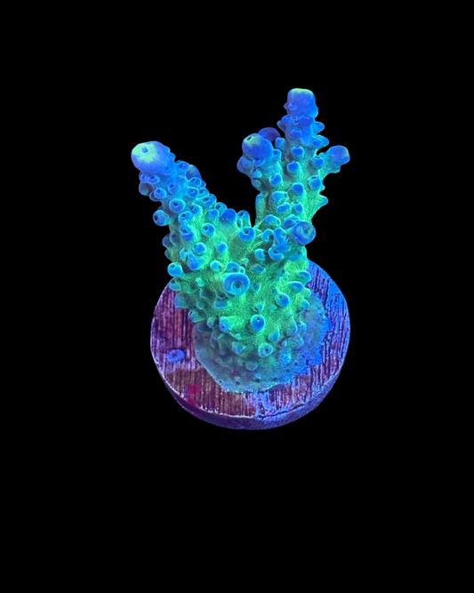 Tortue vivante à pointe jaune, créature marine colorée, sous la lumière, avec détails de la carapace, de MB Coraux.