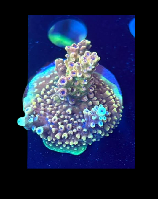 Coraux Acropora vivant de la marque MB coraux, détaillé avec ses branches colorées et sa texture en aquarium marin.