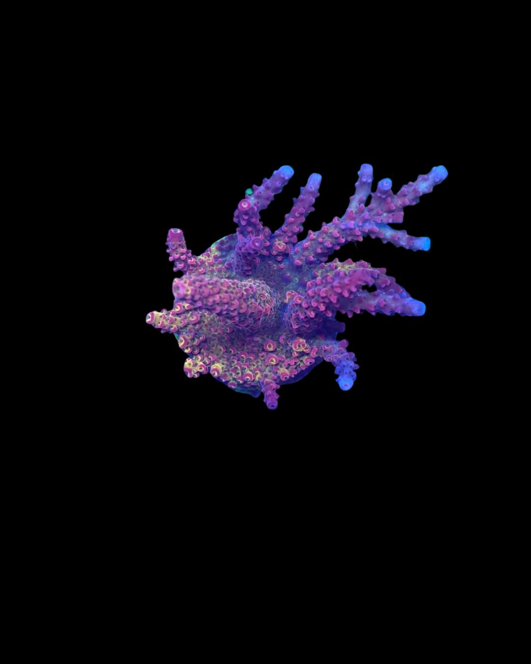 Corail vivant Acropora de la marque MB Coraux, avec des branches colorées et détaillées dans un aquarium marin.