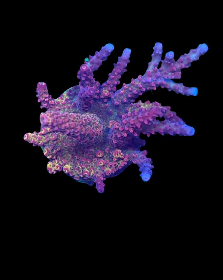 Corail Acropora vivant de la marque MB Coraux, avec ses branches colorées et sa texture délicate dans le récif.