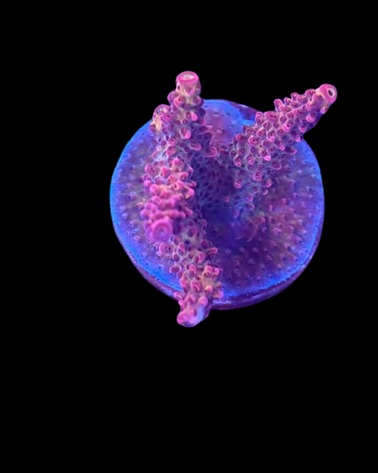 Corail vivant Acropora de la marque MB coraux, présentant ses branches colorées et sa structure délicate.